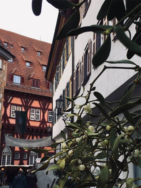Grapes on a bush in front of colorful buildings.  Next Avenue, visually impaired travel
