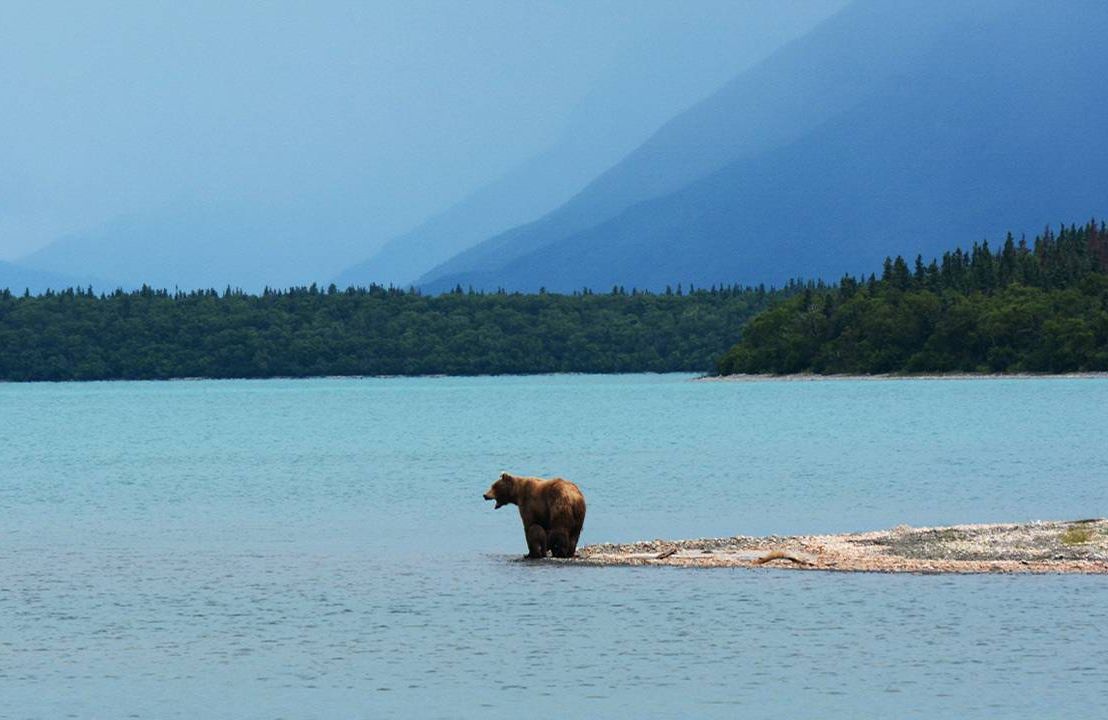 S bear standing at the edge of a lake, near the woods. Next Avenue, Move forward after becoming a widow