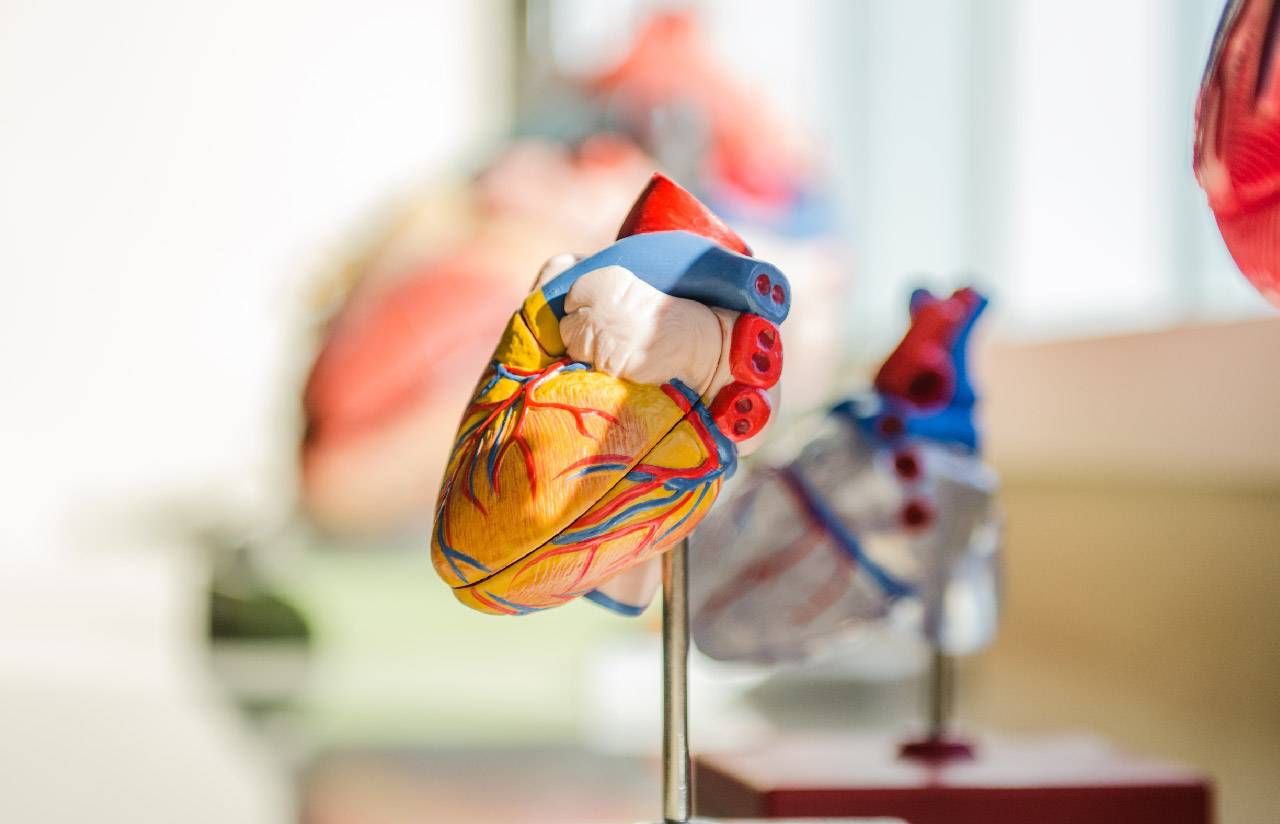 A close-up photo of a model of a human heart. Next Avenue, long COVID heart issues