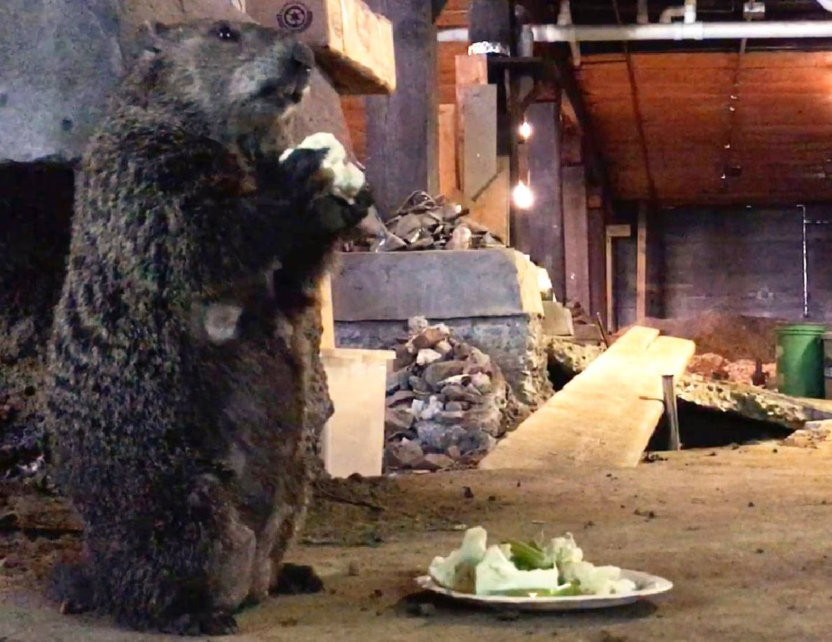 A small groundhog holding a piece of cauliflower. Next Avenue, backyard treasures