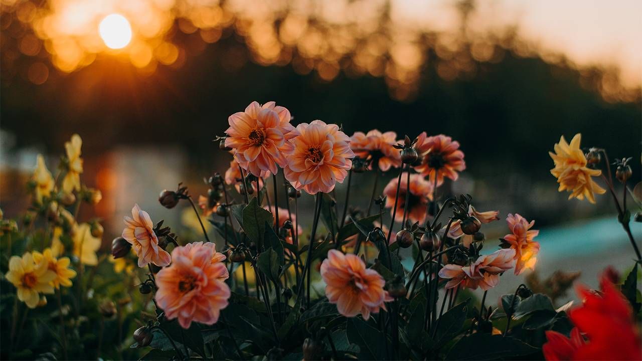 A New Trend: Pick-Your-Own Flower Farms