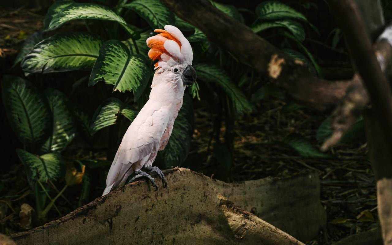 A salmon crested cockatoo perched on a tree root. Next Avenue, birdwatching benefits