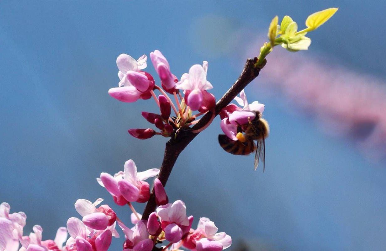 A closeup shot of a honey bee landing on the flowers of a blooming tree. Next Avenue, plants for pollinators