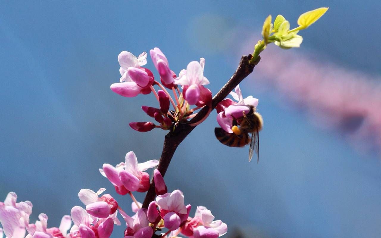 A closeup shot of a honey bee landing on the flowers of a blooming tree. Next Avenue, plants for pollinators