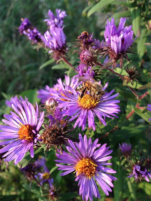 A honeybee landing on a purple flower. Next Avenue, plants for pollinators