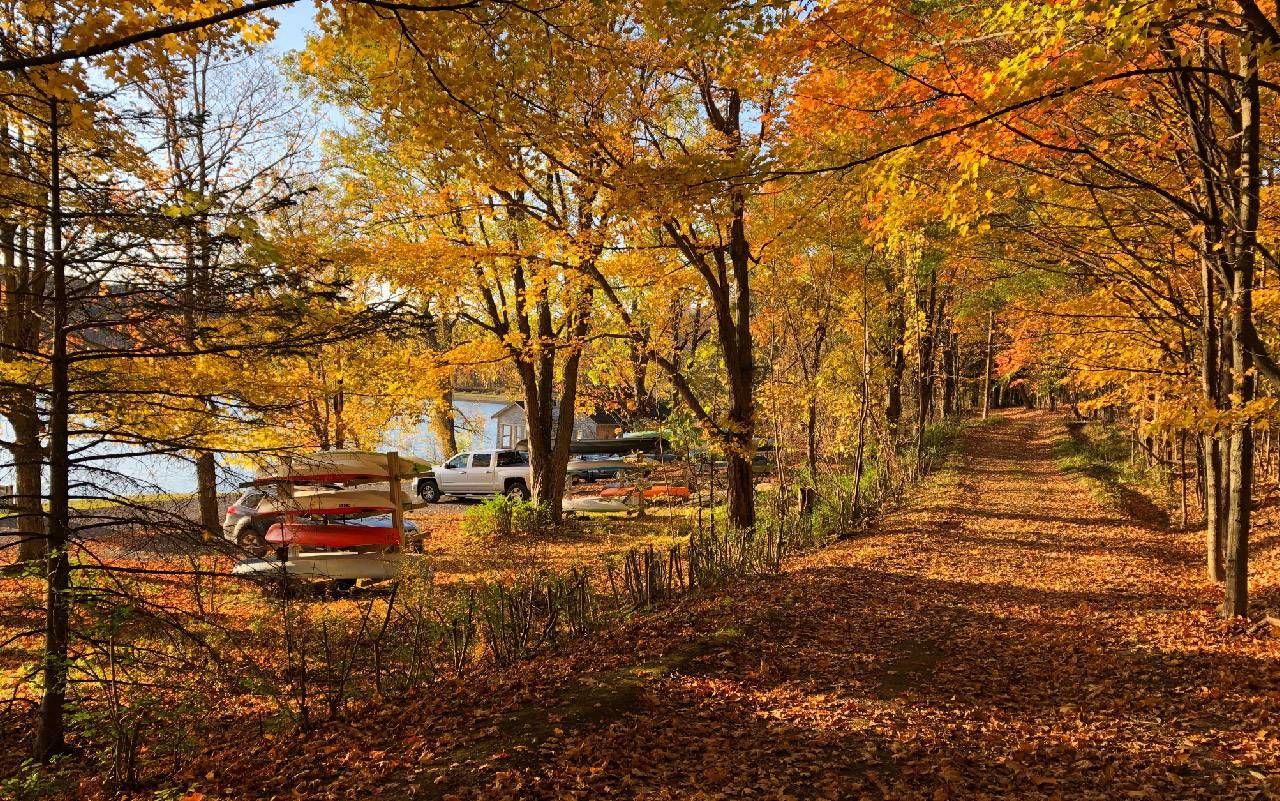 A rural road surrounded by trees with yellow and orange leaves. Next Avenue, leaf peeping, peak fall colors