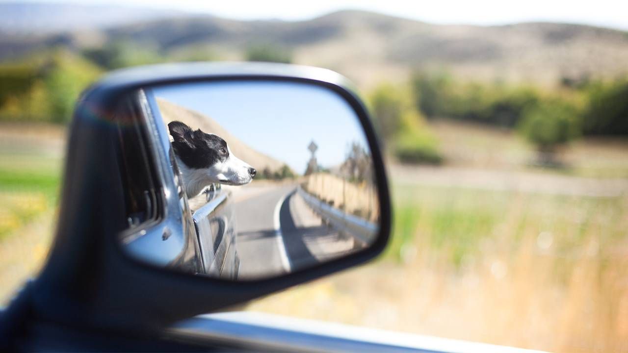 A rearview mirror of a truck with a dog in the bed. Next Avenue