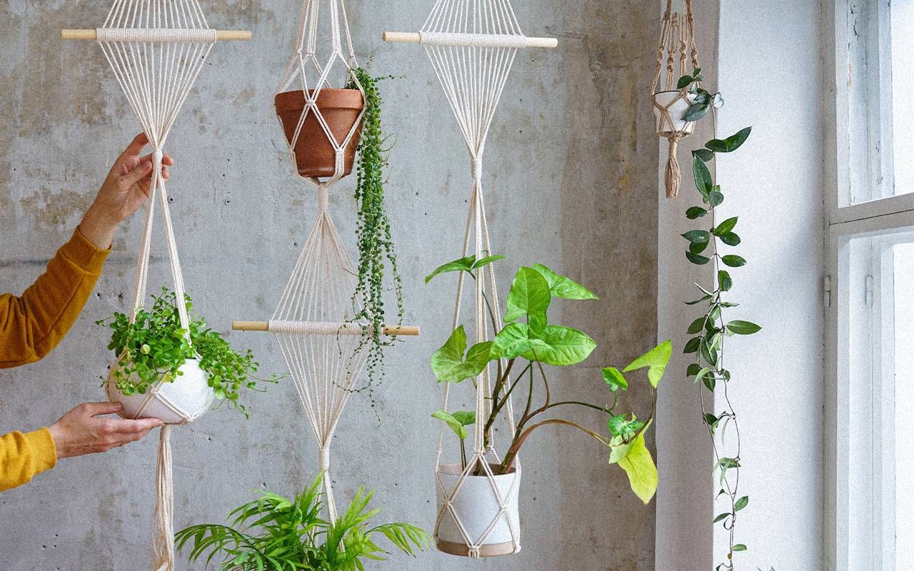 plants hanging from macrame plant hangers. Next Avenue, macrame