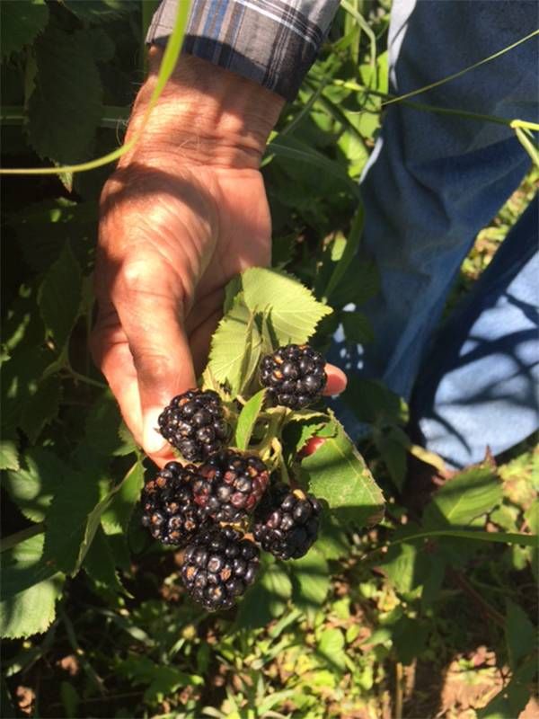 A person holding a branch full of blackberries. Next Avenue, farming