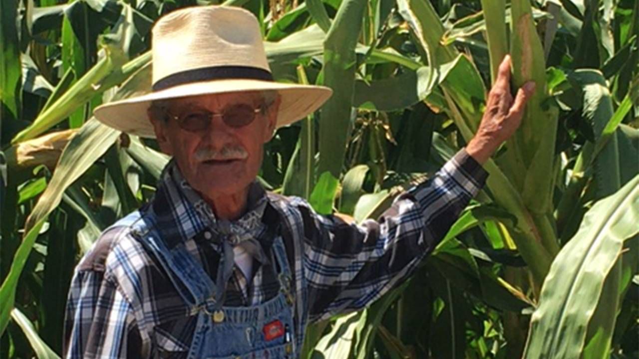 A person standing next to fully grown stalks of corn. Next Avenue, farming