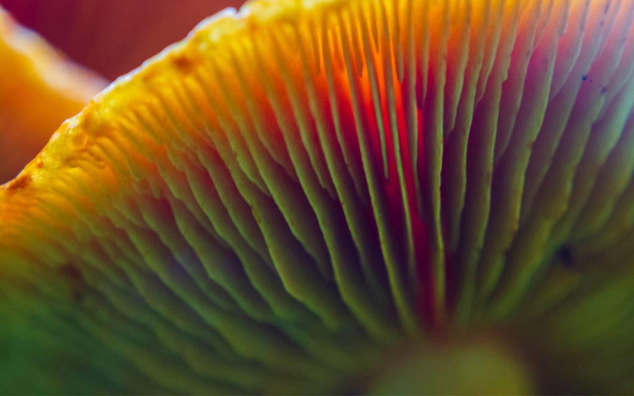 The underside of a mushroom cap. Next Avenue, psychedelic assisted therapy, psilocybin, terminal cancer