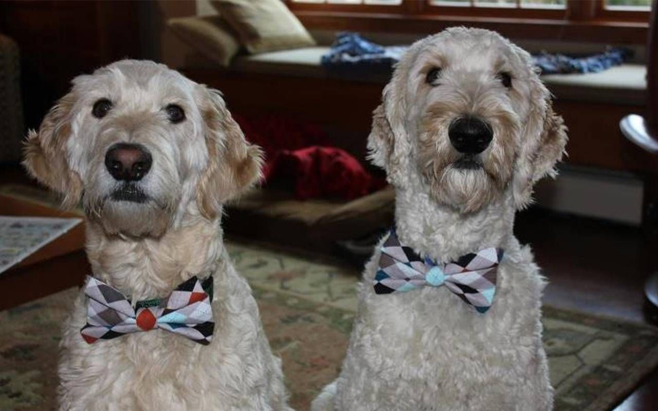 Two large dogs wearing bowties. Next Avenue, budgeting for your pet,