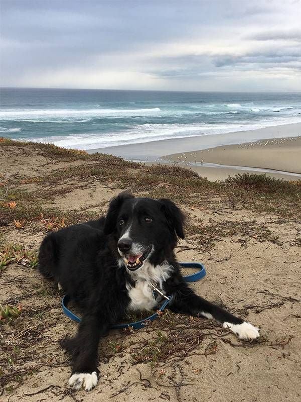 A dog laying down at the beach Next Avenue, Cloning a pet