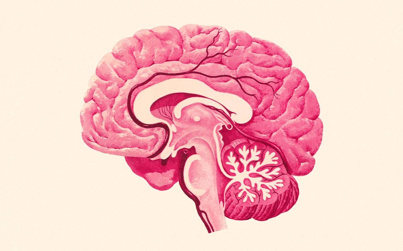 An illustration of a cross section of a human brain. Next Avenue, difference between pain and suffering