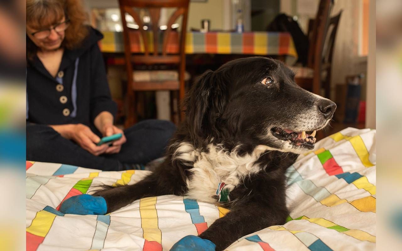 A woman sitting on a bed next to a older dog. Next Avenue, Cloning a pet