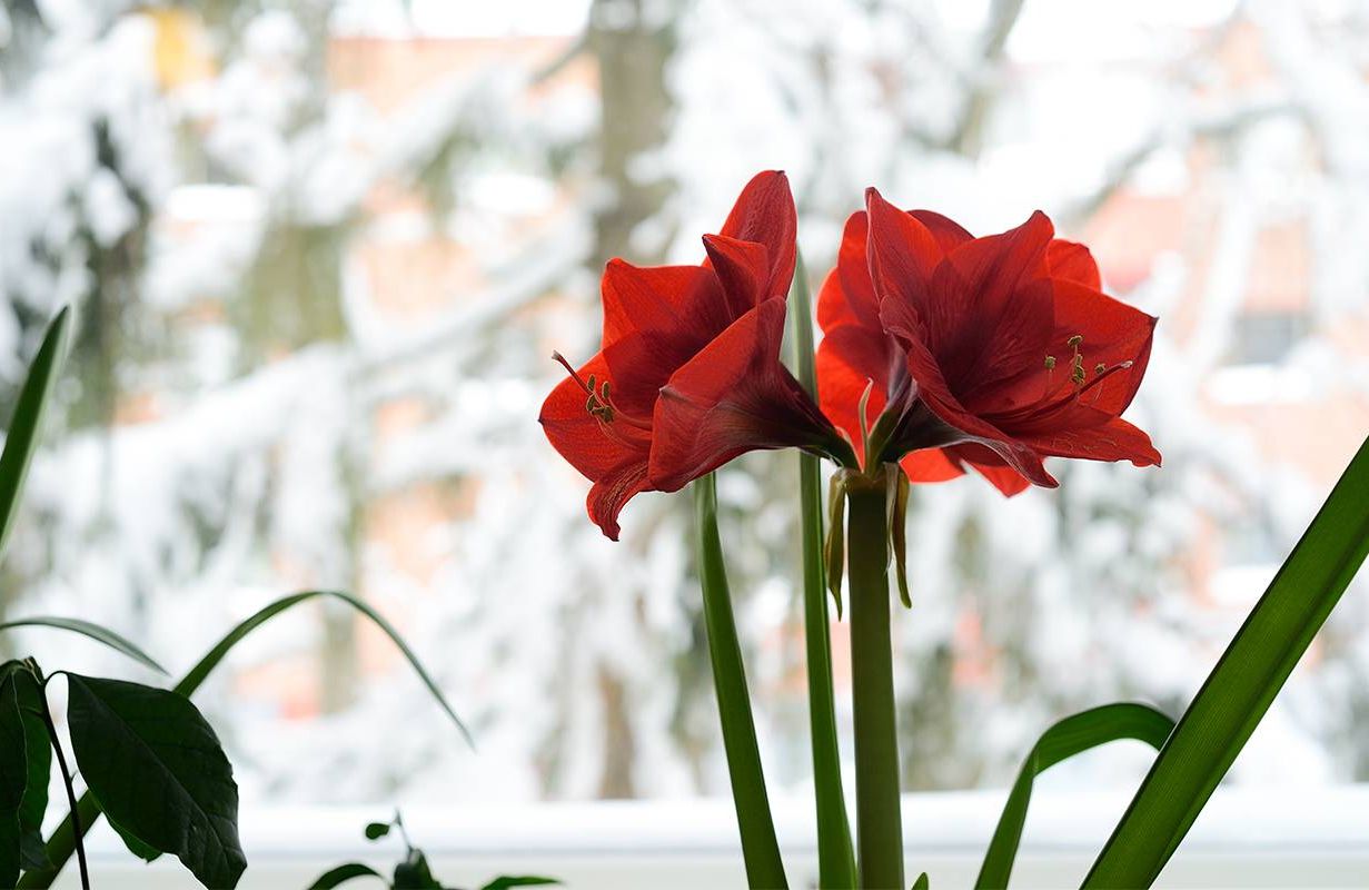 Striking red flowers in a pot in front of a window. Next Avenue, gift ideas, inexpensive