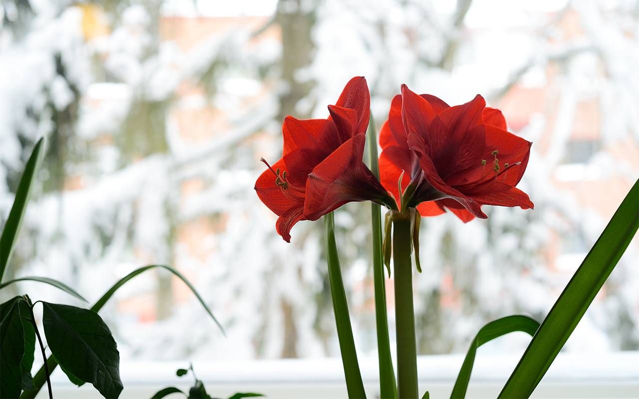 Striking red flowers in a pot in front of a window. Next Avenue, gift ideas, inexpensive