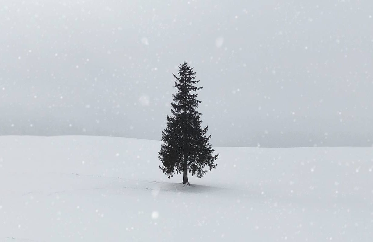 A single evergreen tree on a snowy hill. Next Avenue, family estrangement, holidays, alone