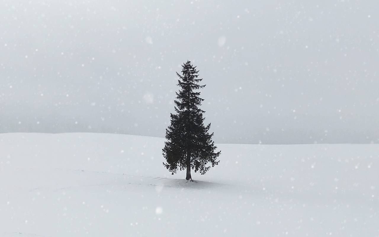 A single evergreen tree on a snowy hill. Next Avenue, family estrangement, holidays, alone
