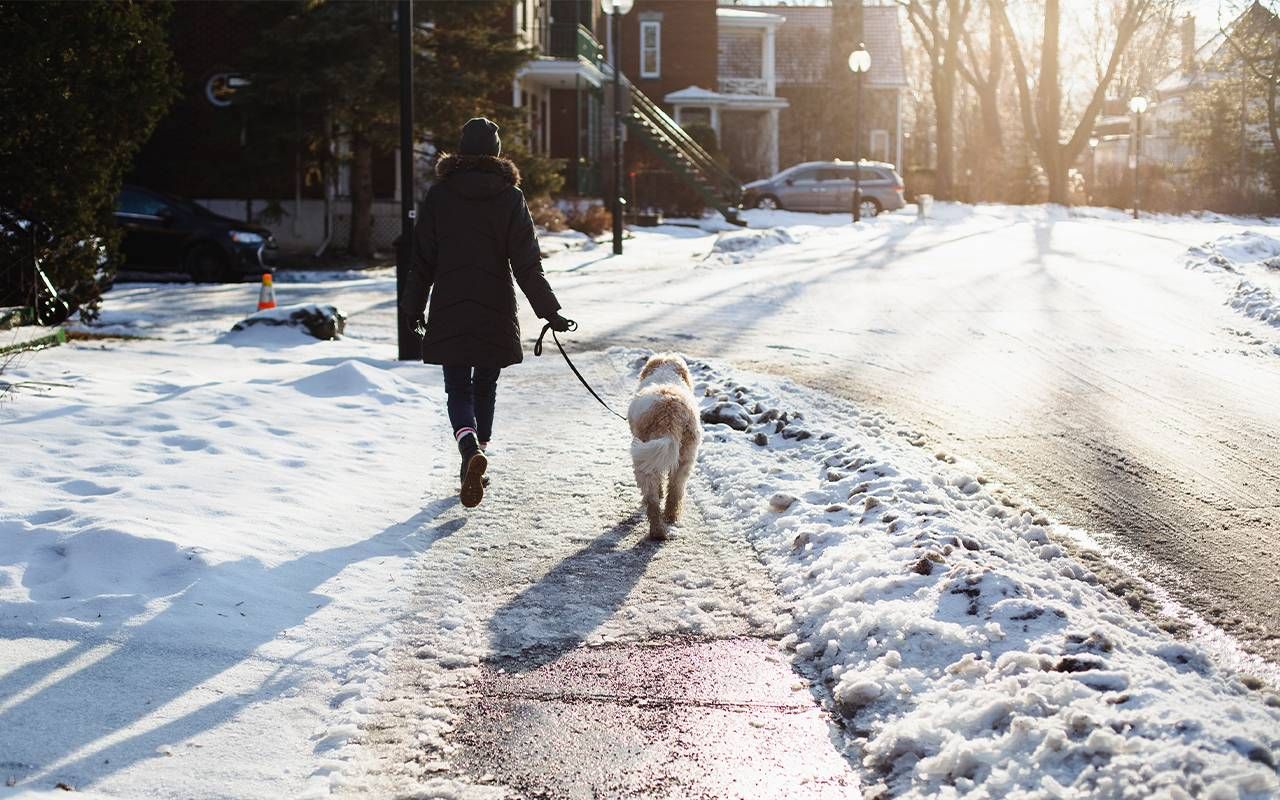 A woman walking her dog in the winter. Next Avenue, nature break