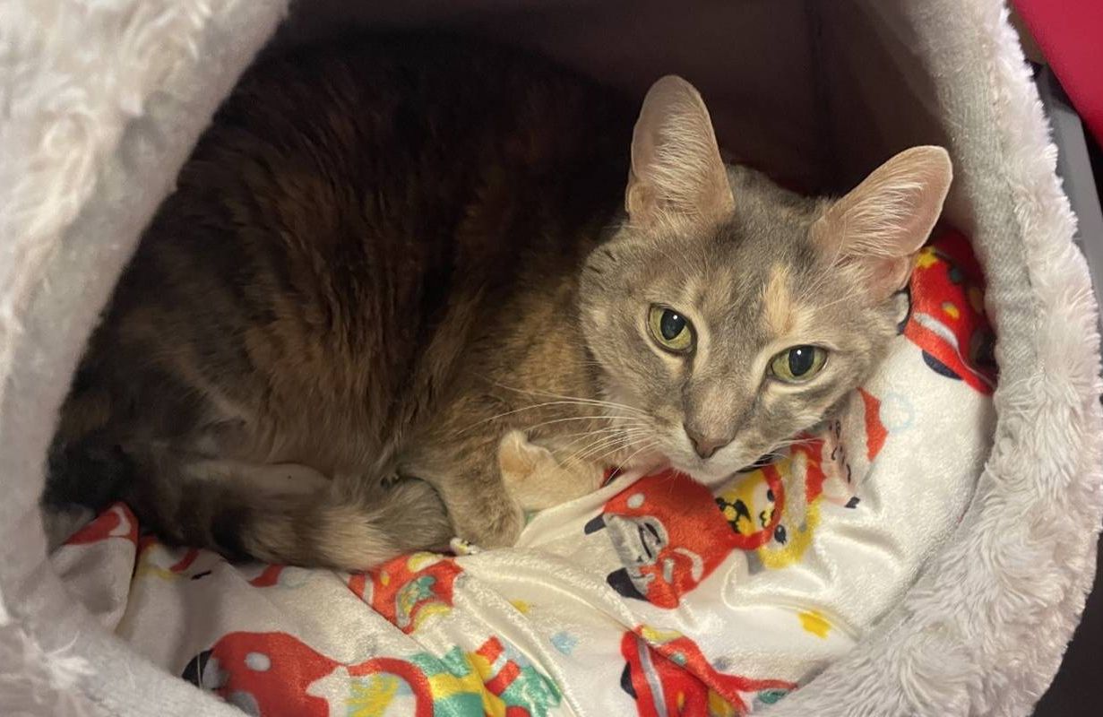 A grey cat curled up in bed. Next Avenue, homes for older pets