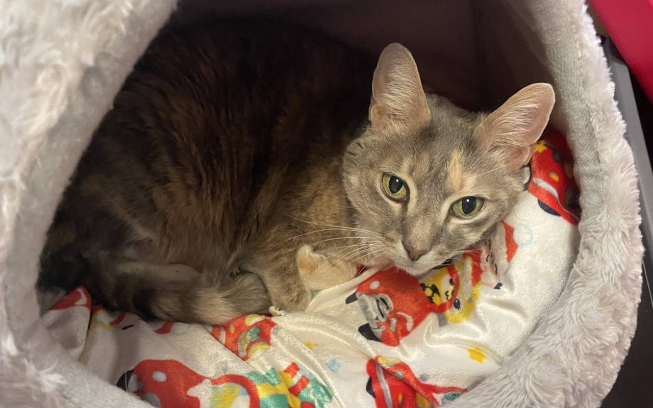 A grey cat curled up in bed. Next Avenue, homes for older pets