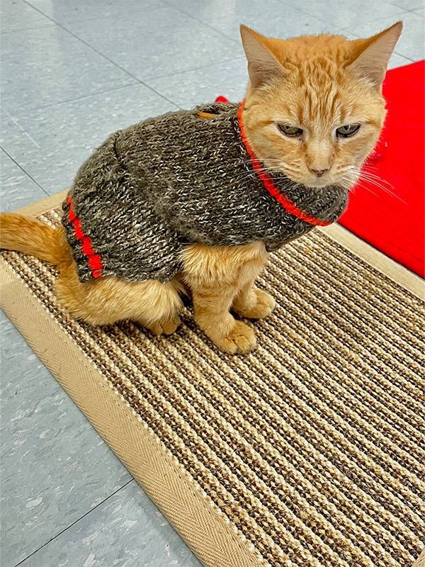 An orange cat wearing a sweater. Next Avenue, homes for older pets