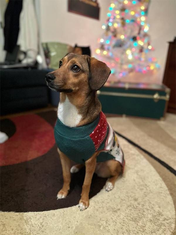 A dog wearing a holiday sweater sitting down. Next Avenue, cost of a puppy