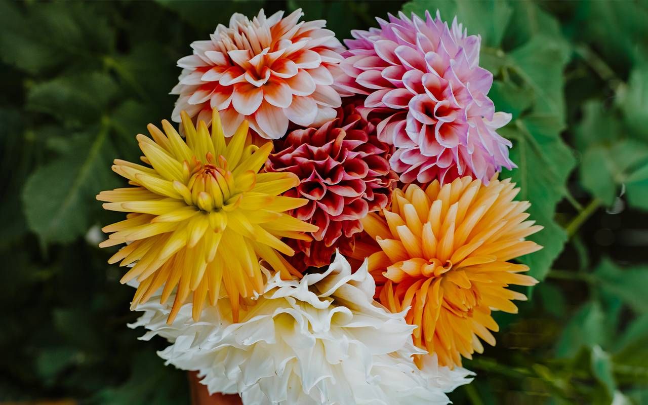 A colorful bouquet of dahlia flowers. Next Avenue gardening, seed catalogs