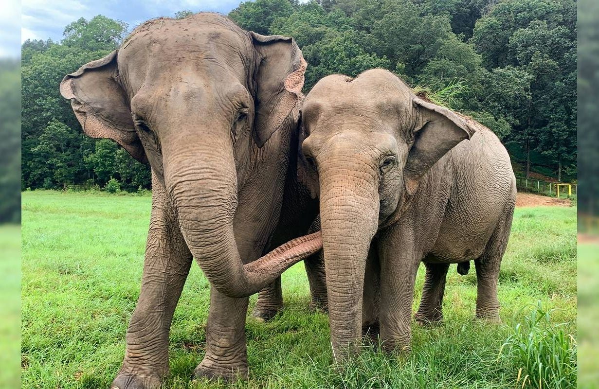 Two elephants together. Next Avenue, The Elephant Sanctuary