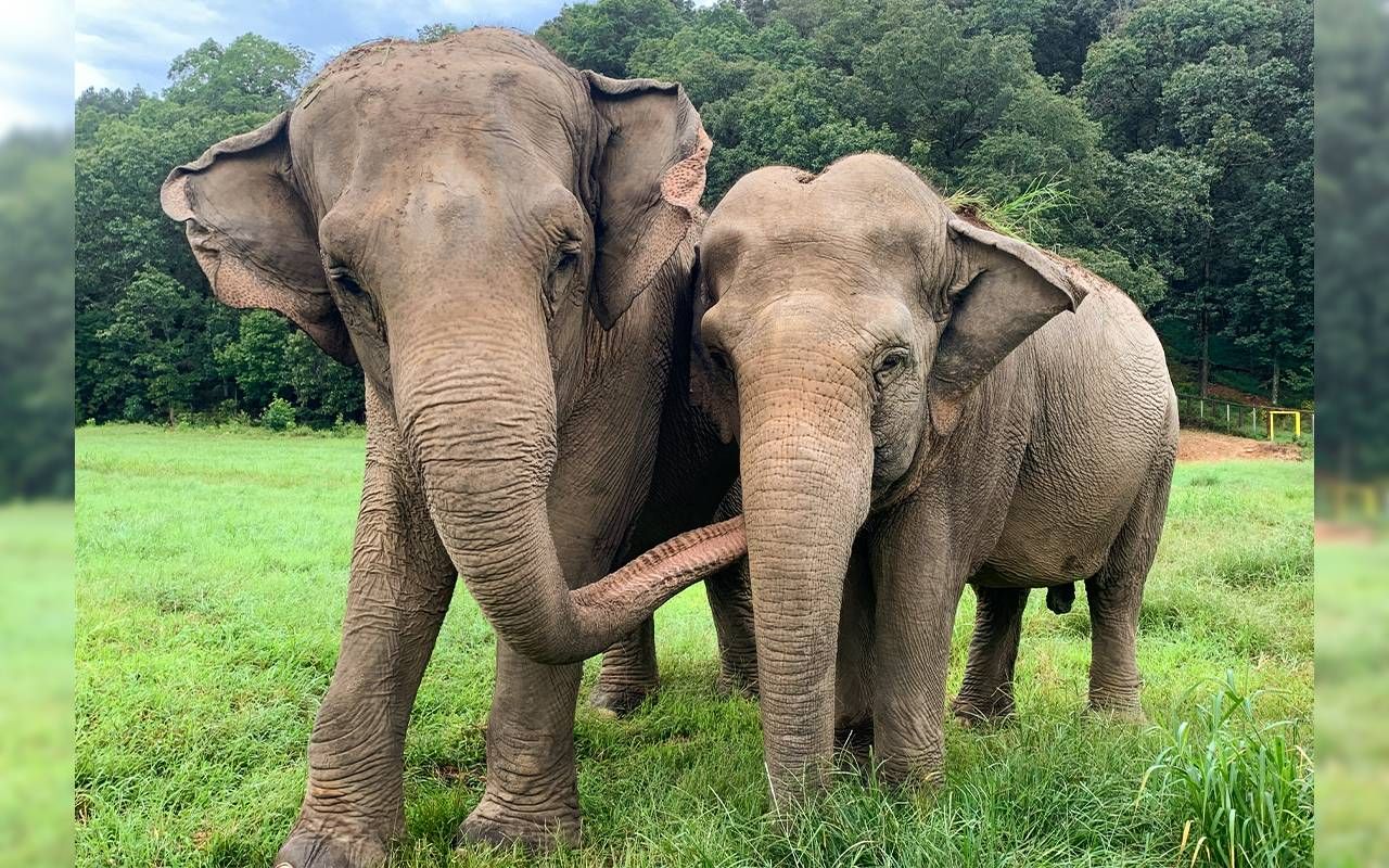 Two elephants together. Next Avenue, The Elephant Sanctuary