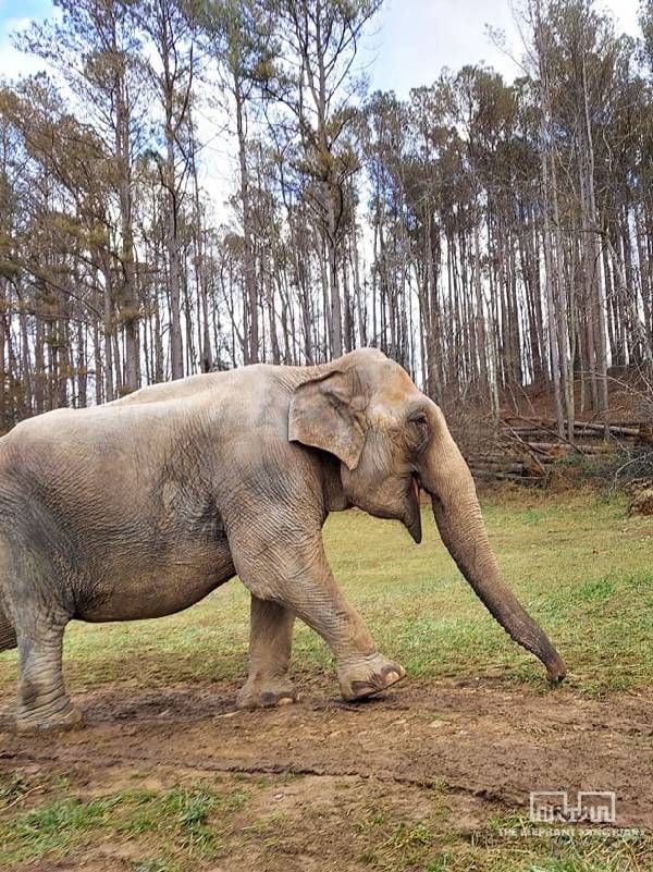 An elephant walking in the woods. Next Avenue, The Elephant Sanctuary