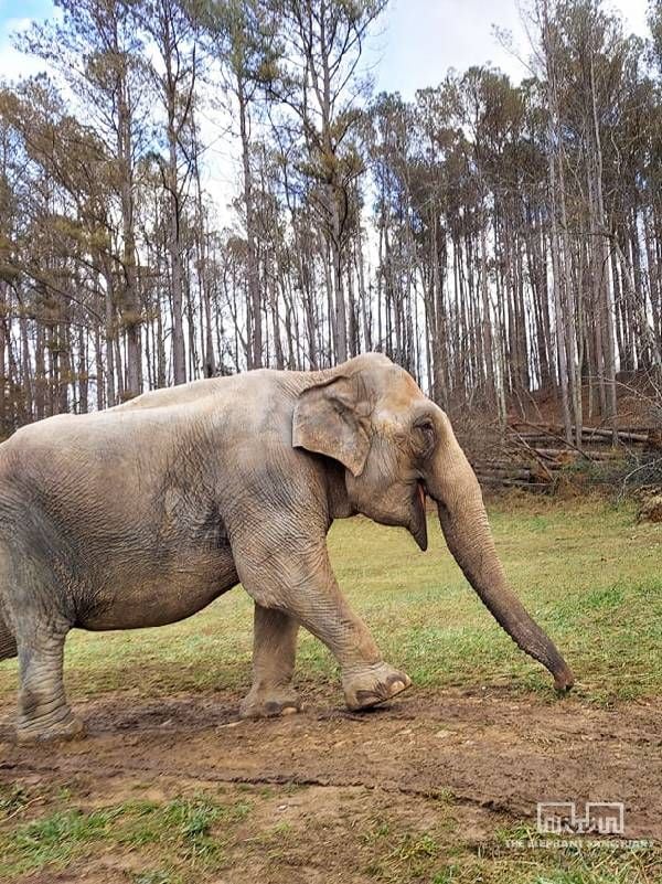 Flora - The Elephant Sanctuary in Tennessee