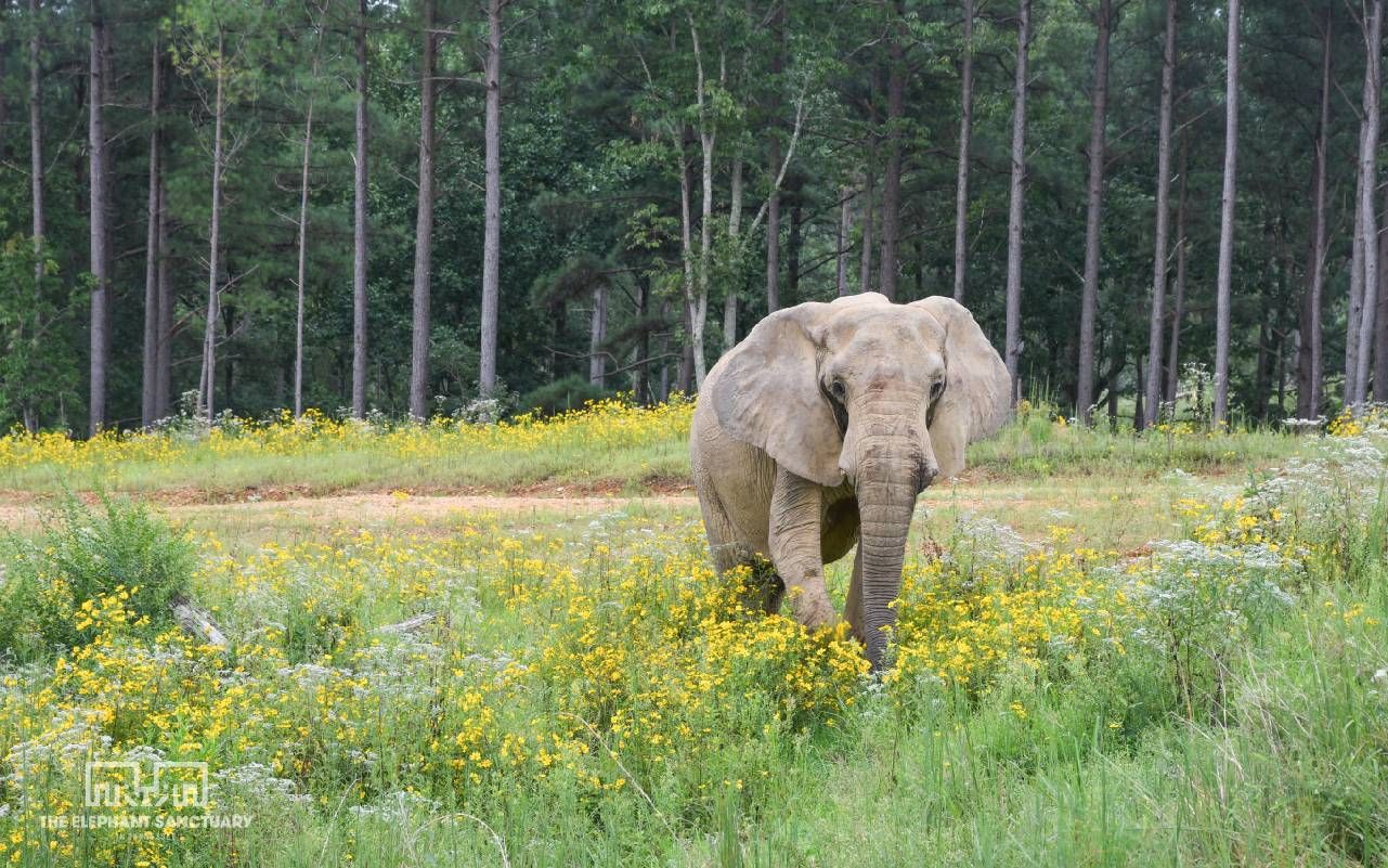 One elephant walking toward the camera. Next Avenue, The Elephant Sanctuary