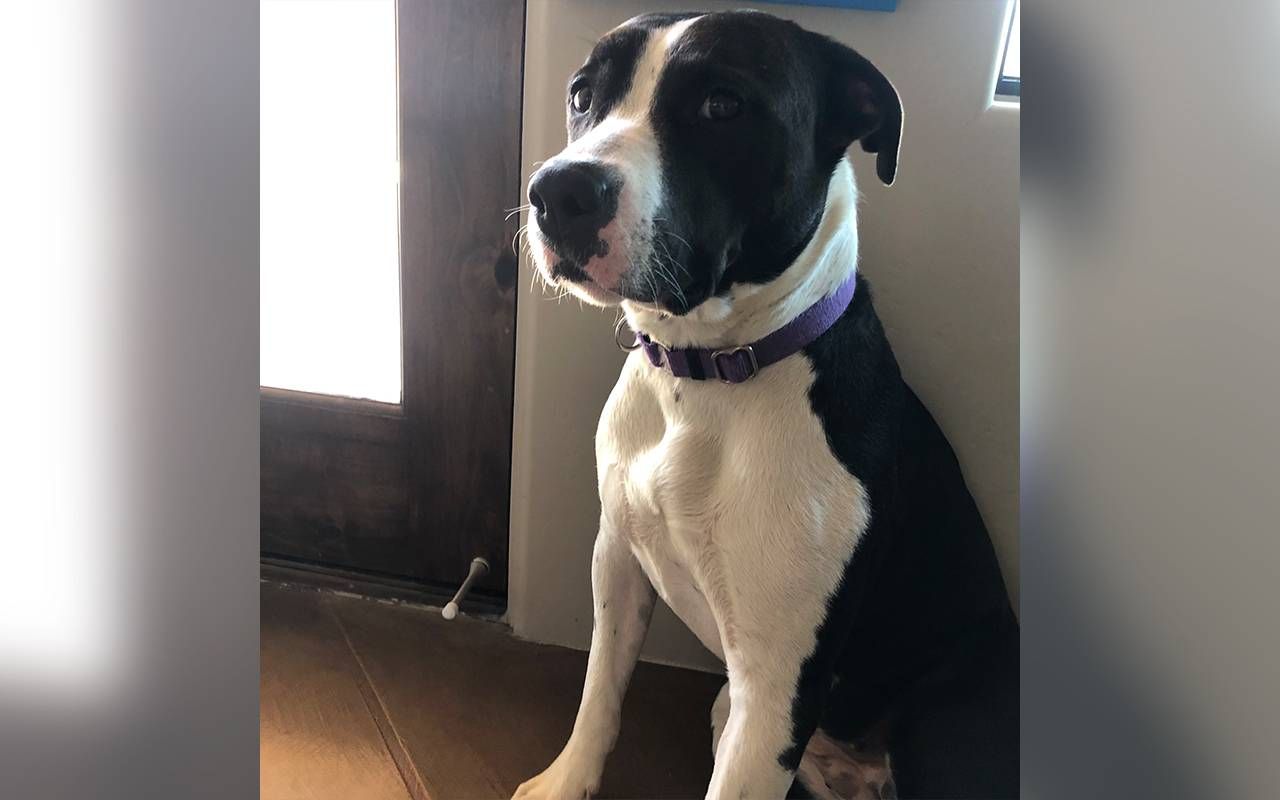 A black and white dog sitting down. Next Avenue, in-home euthanasia for pet, putting pet down at home