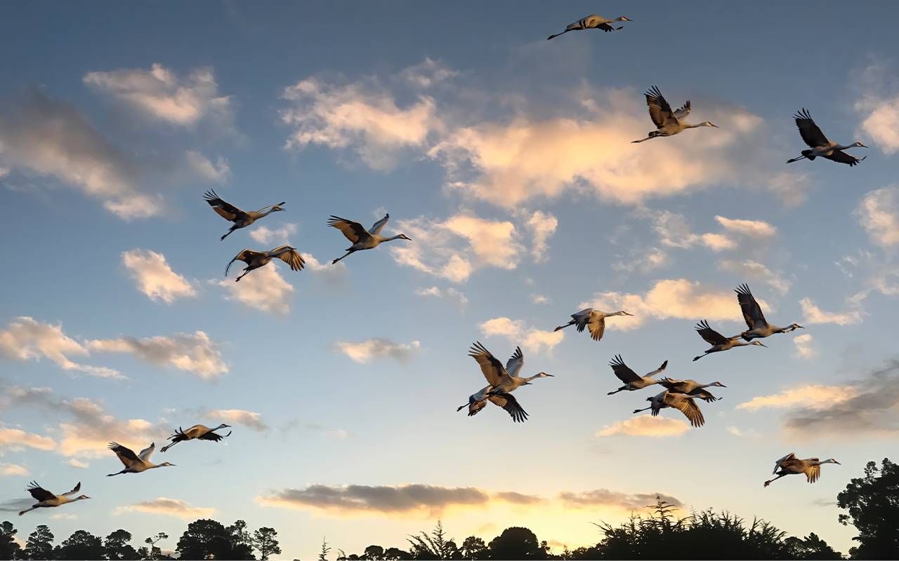 A flock of sand hill cranes. Next Avenue, active retirement, volunteering