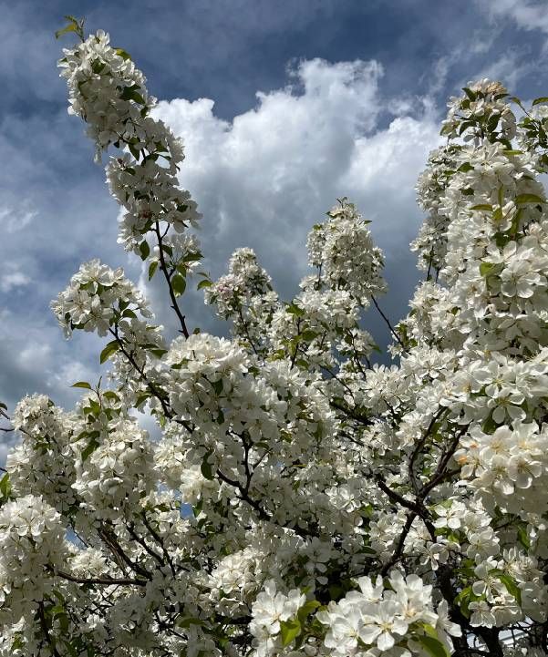 White blossoms on a tree. Next Avenue, climate change, gardening