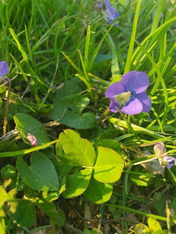 A close-up of small violet flowers. Next Avenue
