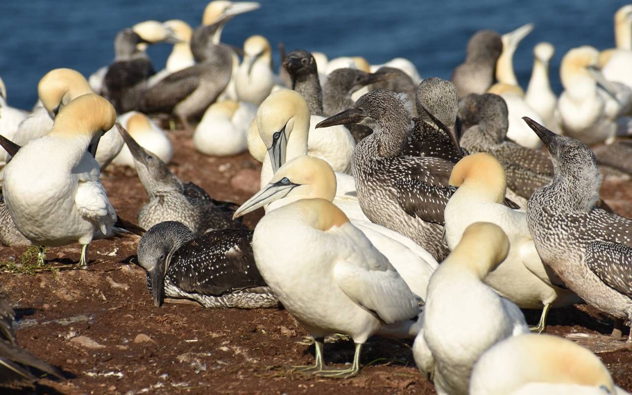 Group of birds together on an island. Next Avenue, birders, destinations