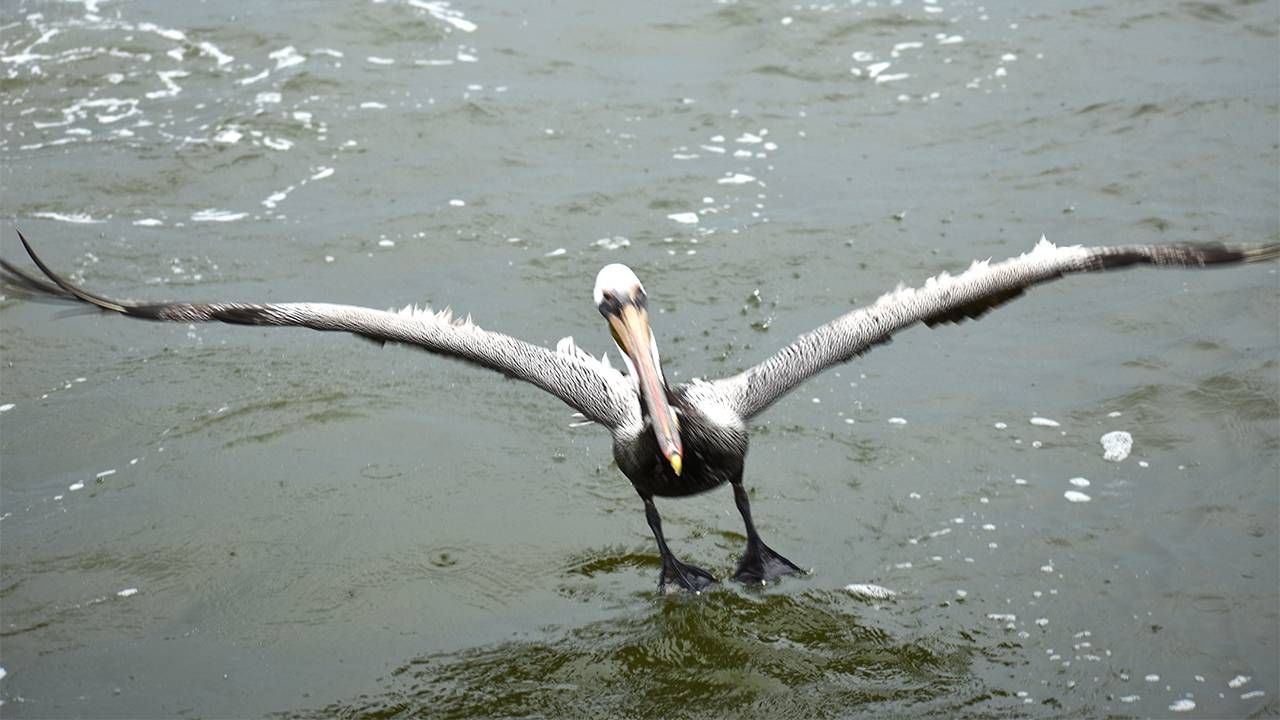 A pelican with wings spread out. Next Avenue, birders, destinations
