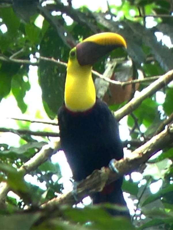 A toucan sitting in a tree. Next Avenue, birders, destinations