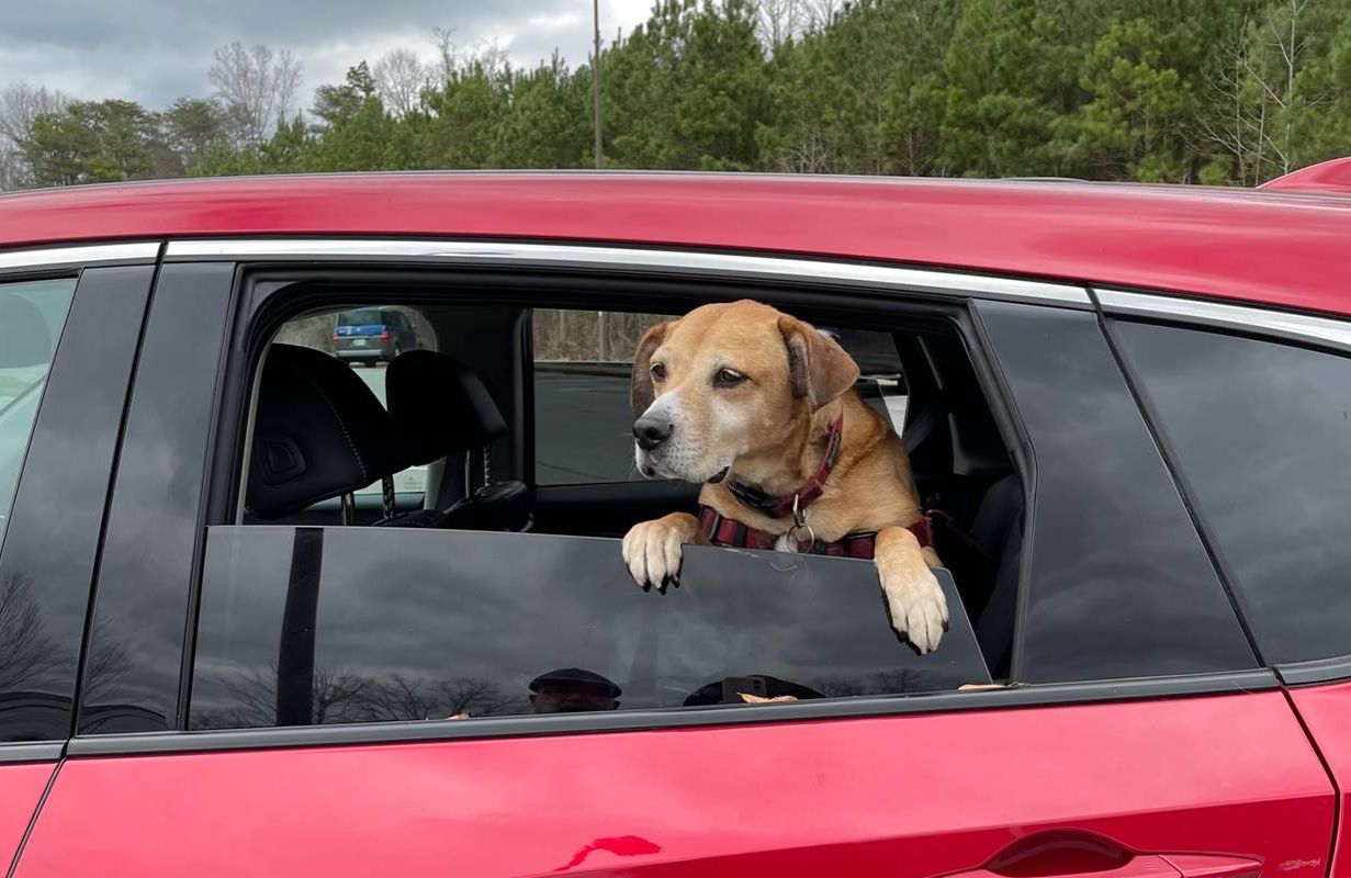 A dog leaning out of a car window. Next Avenue