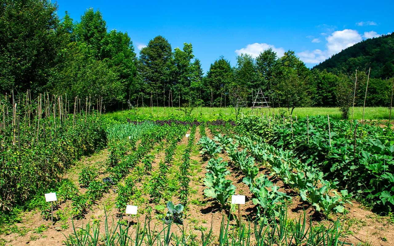 A large vegetable garden. Next Avenue, food sleuth