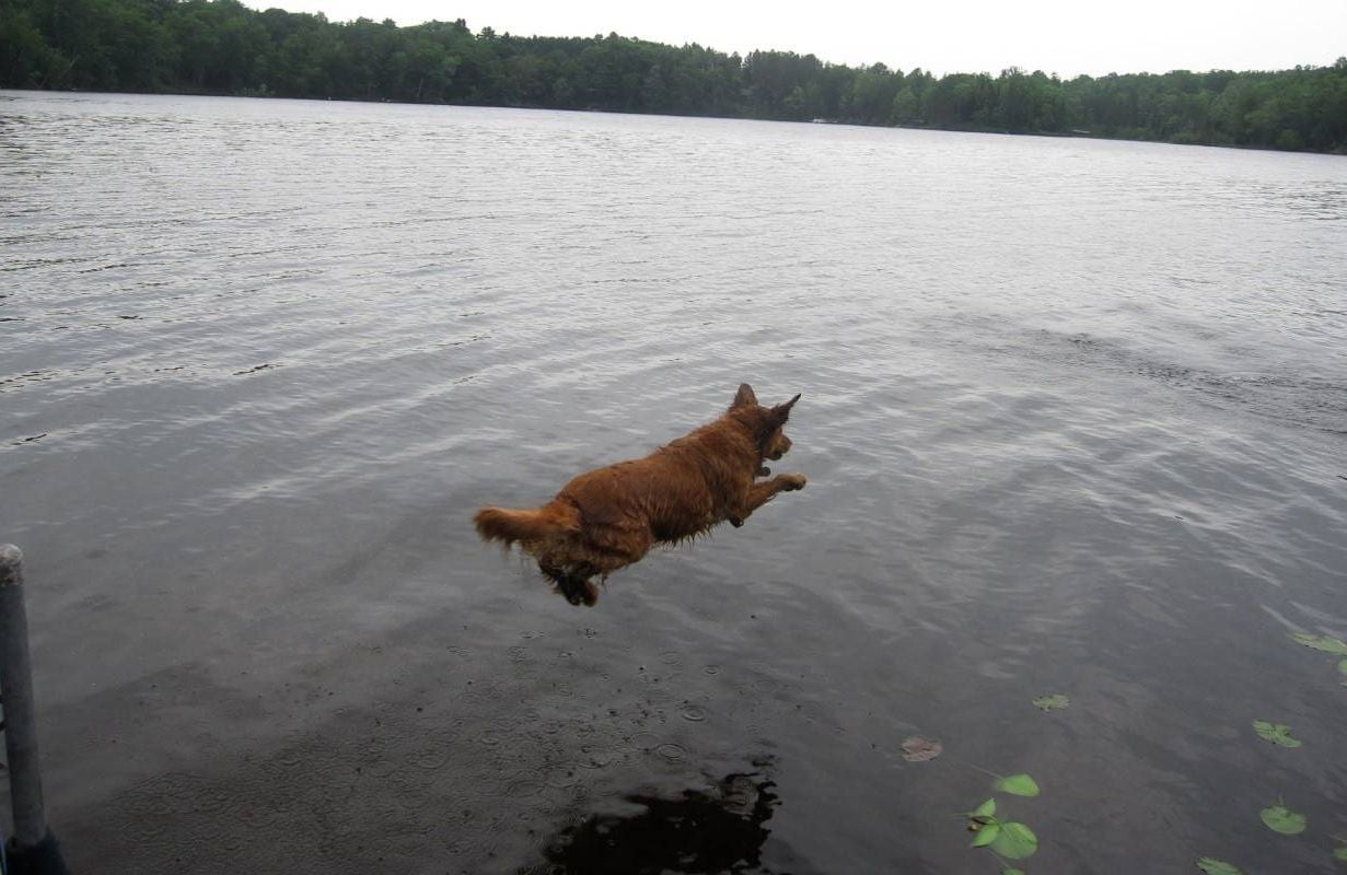 A dog jumping into a lake. Next Avenue, pet memorial