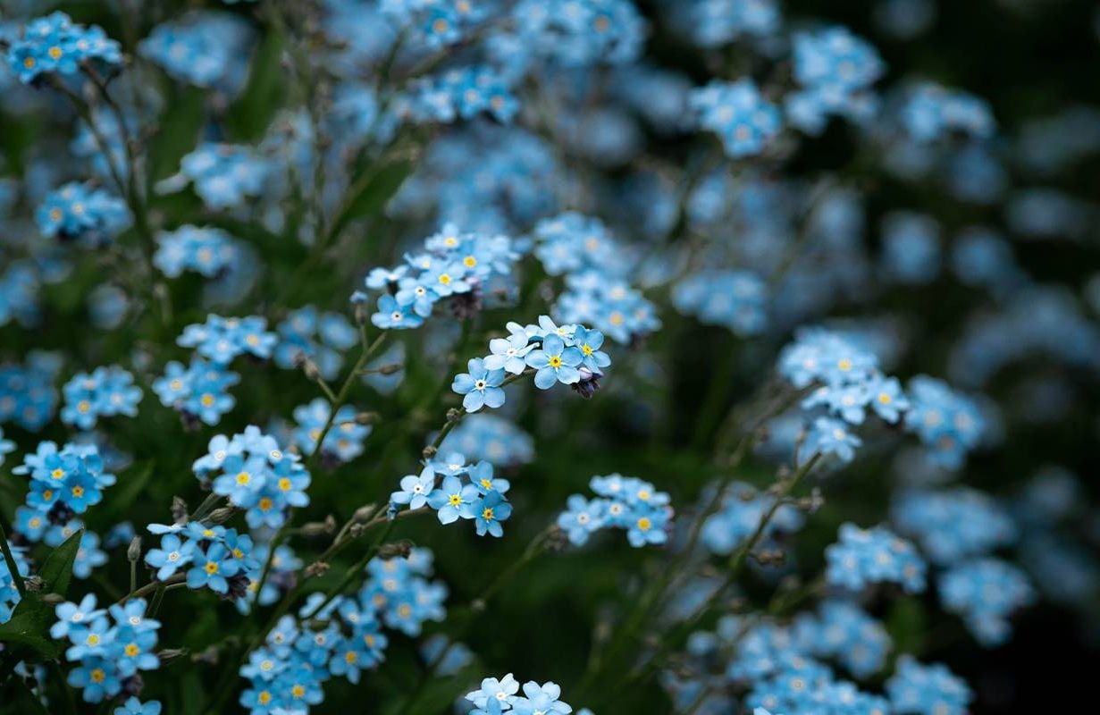 A field of forget-me-not flowers. Next Avenue, caregiving