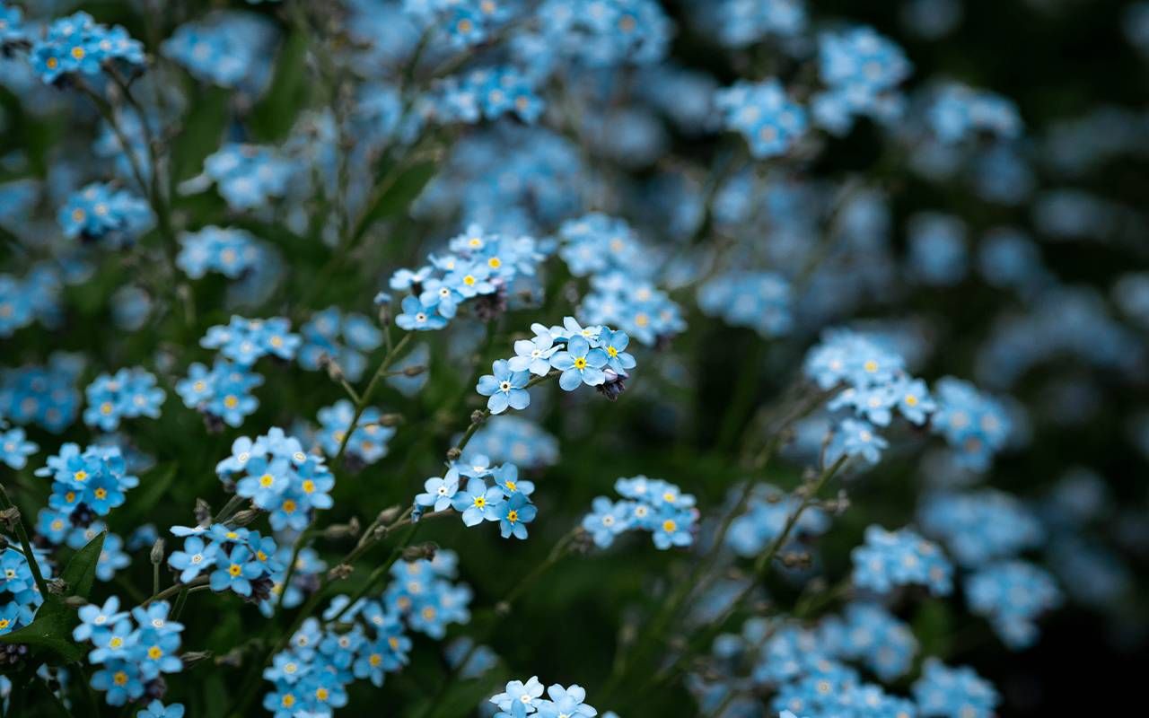 A field of forget-me-not flowers. Next Avenue, caregiving