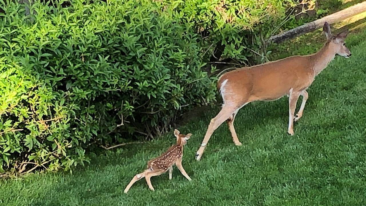 Deer walking in the grass. Next Avenue