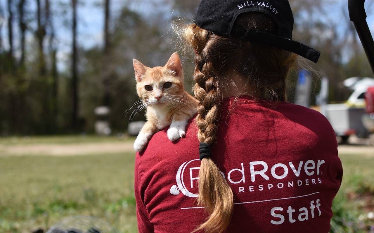 A small kitten looking over a person's shoulder. Next Avenue