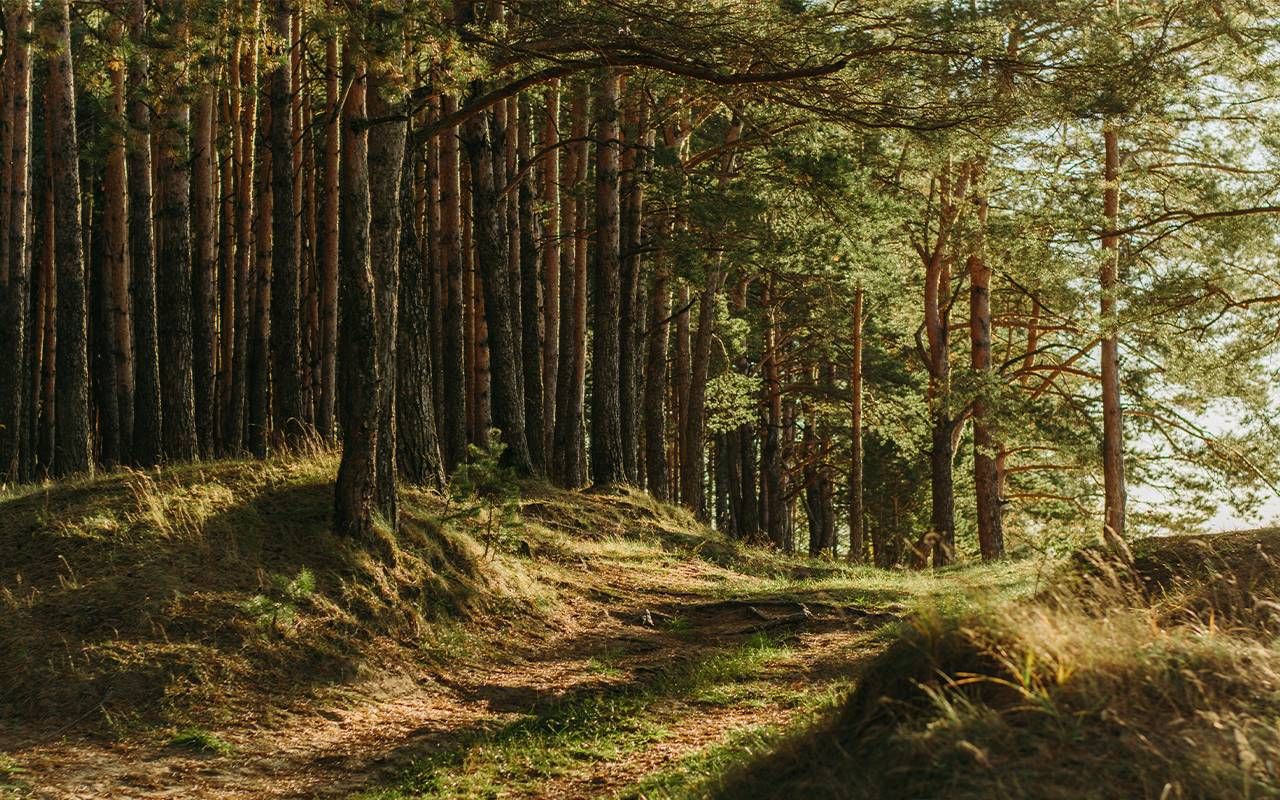 A clearing of trees in a forest. Next Avenue, land trusts, estate planning