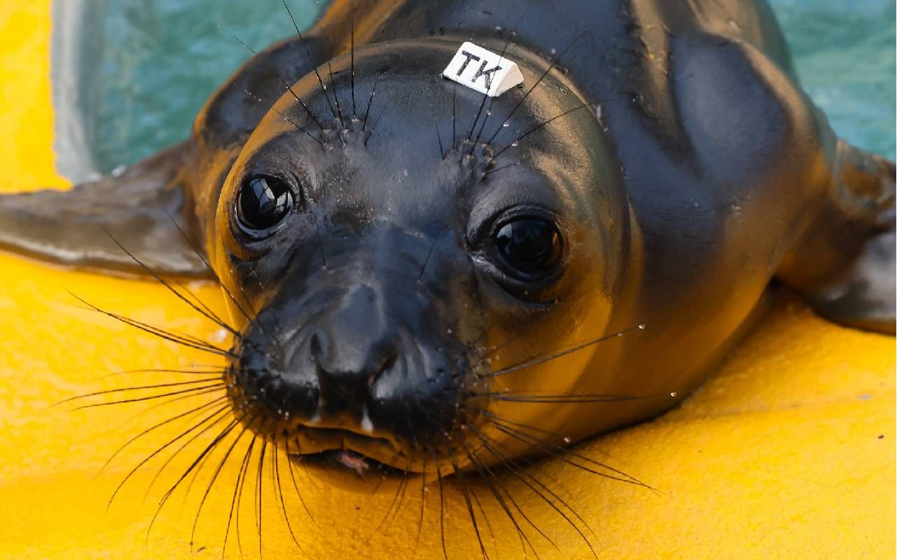 A close up photo of s seal pup. Next Avenue, Marine Mammal Center